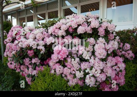 Helle und schöne rosa und weiße Rhododendronblüten blühen im Frühling in Lindau, Deutschland Stockfoto