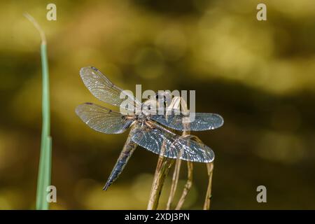 Ein detailliertes Makrofoto, das eine Libelle auf einem Zweig mit verschwommenem Naturhintergrund aufnimmt Stockfoto