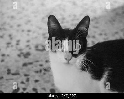 Die neugierige schwarz-weiße Katze mit einem Auge starrt aufmerksam und zeigt ihre spielerische Natur und Unschuld. Perfekt für ein liebevolles Zuhause Stockfoto