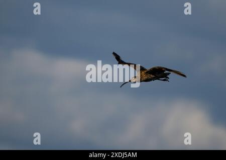 Eurasischer Brachvogel im Flug (hohe Watvögel, geschwungener Schnabel, lange dünne Beine, in der Frühlingssonne in der Luft) - Dallow Moor, North Yorkshire, England, Großbritannien. Stockfoto