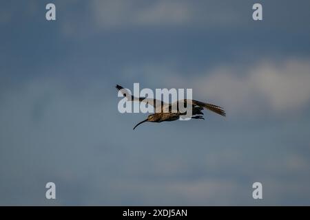 Eurasischer Brachvogel im Flug (hohe Watvögel, geschwungener Schnabel, Kopf und Körper, in der Frühlingssonne in der Luft) - Dallow Moor, North Yorkshire, England, Großbritannien. Stockfoto