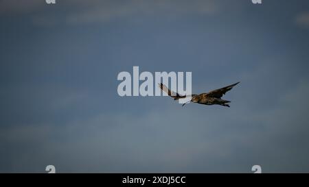 Eurasischer Brachvogel im Flug (hohe Watvögel, geschwungener Schnabel, lange dünne Beine, in der Frühlingssonne in der Luft) - Dallow Moor, North Yorkshire, England, Großbritannien. Stockfoto