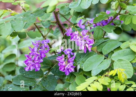 Bristly Heuschrecke (Robinia hispida), bekannt als Rosen-Akazien oder Moose Heuschrecke. Sträucher aus Nordamerika. Diese Pflanzen sind auffallend haarig Stockfoto