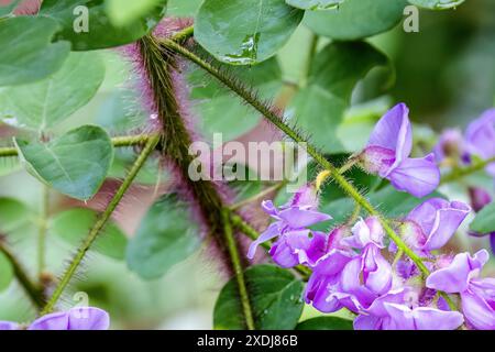 Bristly Heuschrecke (Robinia hispida), bekannt als Rosen-Akazien oder Moose Heuschrecke. Sträucher aus Nordamerika. Diese Pflanzen sind auffallend haarig Stockfoto