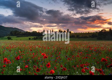 Schweiz, Aesch, Aesch BL, Aesch bi Gott, Mohnfeld, Brachland, Blumenfeld, Schlatthof, abendliche Atmosphäre, Baselland, Baselbiet, Birseck Stockfoto