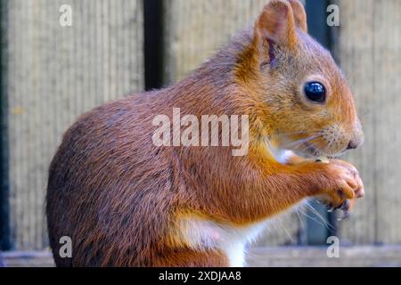 DEU, Deutschland, Nordrhein-Westfalen, Ruhrgebiet, Essen, 23.06.2024: ein Eichhörnchen sitzt auf einem Balkon eines Wohnhauses in Essen und nagt an einer Nuss *** DEU, Deutschland, Nordrhein-Westfalen, Ruhrgebiet, Essen, 23 06 2024 ein Eichhörnchen sitzt auf dem Balkon eines Wohnhauses in Essen und nagt an einer Nuss Stockfoto