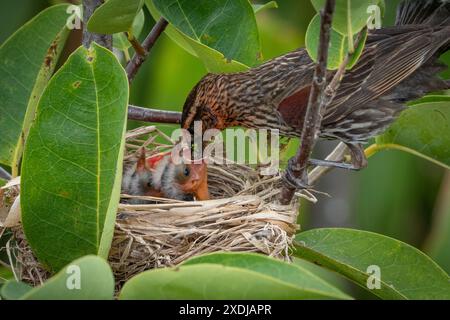 Rotflügelbarsch füttert ihre Küken in ihrem Nest Stockfoto