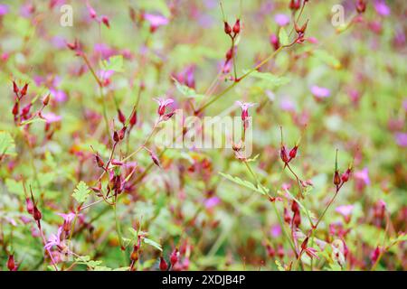 Rosa blühende Kräuter-Robert-Pflanze, Geranium robertianum. Stockfoto