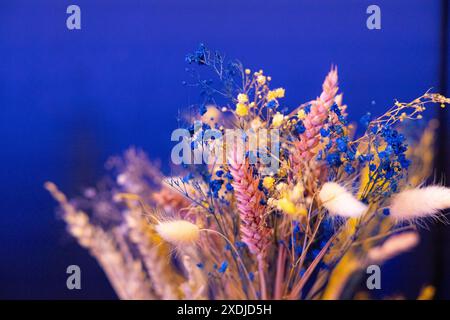 Mehrfarbige Paniculata über blauem Hintergrund Stockfoto