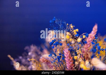 Mehrfarbige Paniculata über blauem Hintergrund, getrocknete Blüten-Gypsophila in verschiedenen Farben Stockfoto