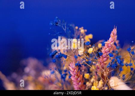 Mehrfarbige Paniculata über blauem Hintergrund Stockfoto