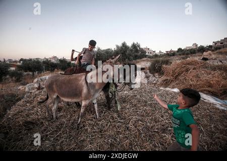 Palästinensische Bauern verwenden Esel, um ihre landwirtschaftliche Bohnenernte im Dorf Rujib zu droschen, östlich der Stadt Nablus im Westjordanland. Stockfoto