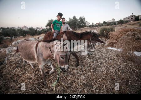 Palästinensische Bauern verwenden Esel, um ihre landwirtschaftliche Bohnenernte im Dorf Rujib zu droschen, östlich der Stadt Nablus im Westjordanland. Stockfoto