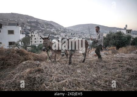 Palästinensische Bauern verwenden Esel, um ihre landwirtschaftliche Bohnenernte im Dorf Rujib zu droschen, östlich der Stadt Nablus im Westjordanland. Stockfoto