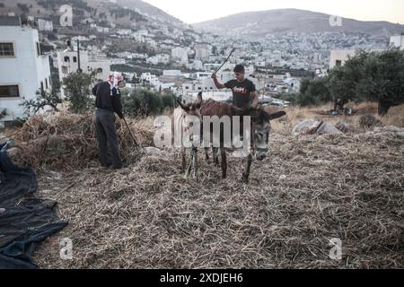 Palästinensische Bauern verwenden Esel, um ihre landwirtschaftliche Bohnenernte im Dorf Rujib zu droschen, östlich der Stadt Nablus im Westjordanland. Stockfoto