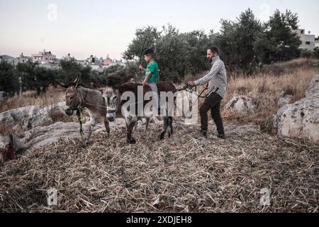 Palästinensische Bauern verwenden Esel, um ihre landwirtschaftliche Bohnenernte im Dorf Rujib zu droschen, östlich der Stadt Nablus im Westjordanland. Stockfoto