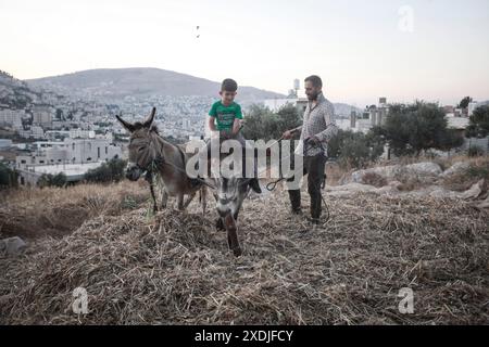 Nablus, Westjordanland, Palästina. Juni 2024. Palästinensische Bauern verwenden Esel, um ihre landwirtschaftliche Bohnenernte im Dorf Rujib zu droschen, östlich der Stadt Nablus im Westjordanland. (Credit Image: © Nasser Ishtayeh/SOPA Images via ZUMA Press Wire) NUR REDAKTIONELLE VERWENDUNG! Nicht für kommerzielle ZWECKE! Stockfoto