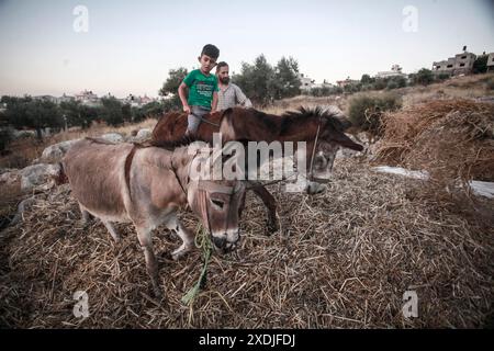 Nablus, Palästina. Juni 2024. Palästinensische Bauern verwenden Esel, um ihre landwirtschaftliche Bohnenernte im Dorf Rujib zu droschen, östlich der Stadt Nablus im Westjordanland. (Foto: Nasser Ishtayeh/SOPA Images/SIPA USA) Credit: SIPA USA/Alamy Live News Stockfoto