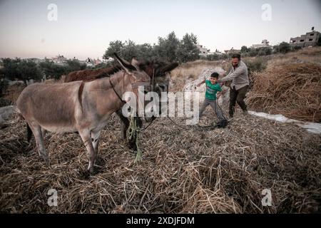 Nablus, Palästina. Juni 2024. Palästinensische Bauern verwenden Esel, um ihre landwirtschaftliche Bohnenernte im Dorf Rujib zu droschen, östlich der Stadt Nablus im Westjordanland. (Foto: Nasser Ishtayeh/SOPA Images/SIPA USA) Credit: SIPA USA/Alamy Live News Stockfoto