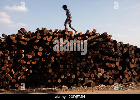 Dhaka, Bangladesch. Juni 2024. Ein Junge läuft am 23. Juni 2024 auf dem Baumstapel am Straßenrand bei Kamrangir Char in Dhaka, Bangladesch. (Kreditbild: © Md. Rakibul Hasan/ZUMA Press Wire) NUR REDAKTIONELLE VERWENDUNG! Nicht für kommerzielle ZWECKE! Stockfoto