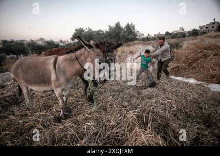 Nablus, Westjordanland, Palästina. Juni 2024. Palästinensische Bauern verwenden Esel, um ihre landwirtschaftliche Bohnenernte im Dorf Rujib zu droschen, östlich der Stadt Nablus im Westjordanland. (Credit Image: © Nasser Ishtayeh/SOPA Images via ZUMA Press Wire) NUR REDAKTIONELLE VERWENDUNG! Nicht für kommerzielle ZWECKE! Stockfoto