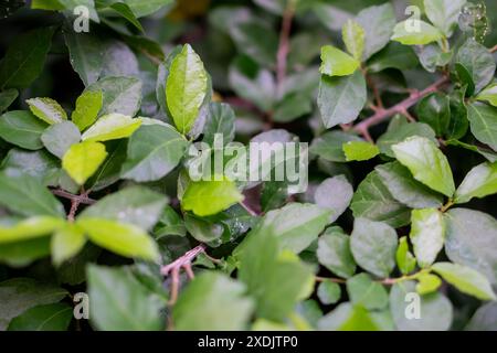 Nahaufnahme von grünen Blättern mit einigen gelblichen Blättern, die natürliche Textur und Details zeigen. Stockfoto