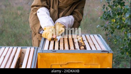 Eine Imkerin, eine Frau im Schutzanzug gegen Bienenstiche, hält einen Rahmen mit Honig aus einem Bienenstock in den Händen. Bienenzucht, Pflege des Bienenstößes Stockfoto