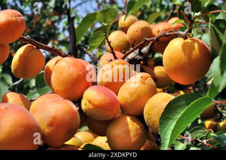 Nahaufnahme des Reifen Bio-Aprikosenzweigs im Obstgarten an sonnigen Sommertagen Stockfoto