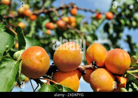 Nahaufnahme des Reifen Bio-Aprikosenzweigs im Obstgarten an sonnigen Sommertagen Stockfoto