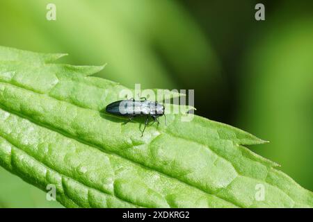 Agrilus, wahrscheinlich agrilus cyanescens. Familien-Juwelenkäfer oder metallische Holzkäfer (Buprestidae). Auf einem Blatt kanadischer Goldrute Stockfoto