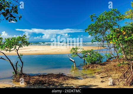 Treffen zwischen Mangroven, Fluss und Meer am Sargi Beach in Serra Grande an der Südküste von Bahia, Sargi Beach, Serra Grande, Bahia, Brasilien Stockfoto