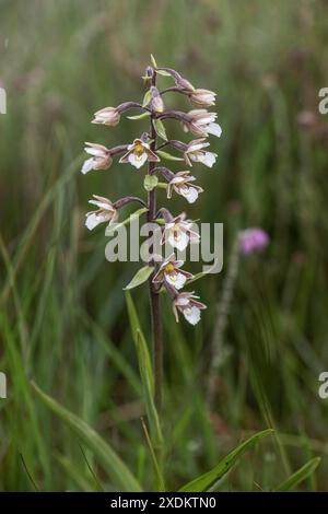 Marsh Helleborine (Epipactis palustris), Emsland, Niedersachsen, Deutschland Stockfoto