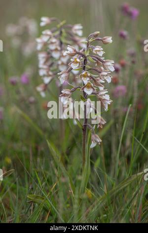 Marsh Helleborine (Epipactis palustris), Emsland, Niedersachsen, Deutschland Stockfoto