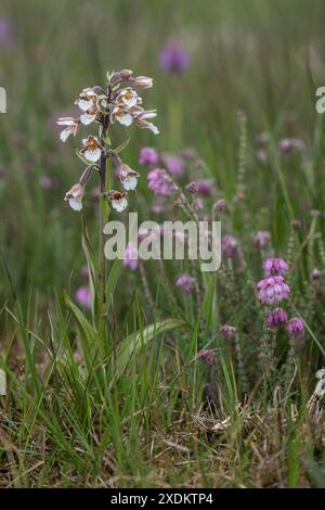 Marsh Helleborine (Epipactis palustris), Emsland, Niedersachsen, Deutschland Stockfoto