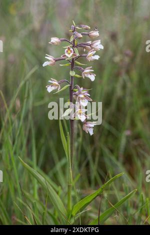 Marsh Helleborine (Epipactis palustris), Emsland, Niedersachsen, Deutschland Stockfoto