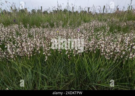 Marsh Helleborine (Epipactis palustris), Emsland, Niedersachsen, Deutschland Stockfoto