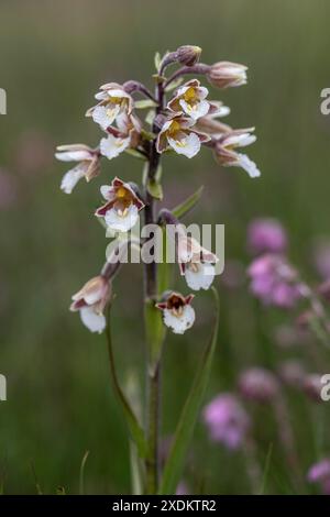 Marsh Helleborine (Epipactis palustris), Emsland, Niedersachsen, Deutschland Stockfoto