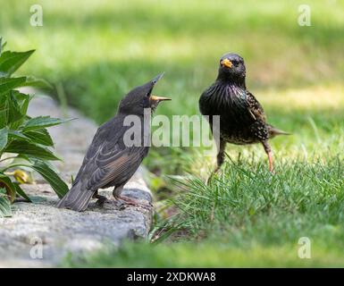 Sturnus vulgaris Jungvogel und Erwachsenvogel, der Jungvogel fleht mit offenem Schnabel nach Nahrung, Niedersachsen, Deutschland Stockfoto