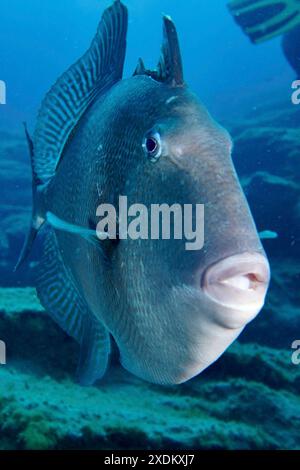 Nahaufnahme eines großen Fisches mit dicken Lippen, Atlantischer Drückerfisch (Balistes capriscus) (Balistes carolinensis), unter Wasser. Tauchplatz Bufadero, Palm Stockfoto