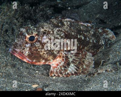 Ein schwarzer Skorpionfisch (Scorpaena porcus) liegt nachts auf Lavasand. Tauchplatz Playa, Los Cristianos, Teneriffa, Kanarische Inseln, Spanien Stockfoto