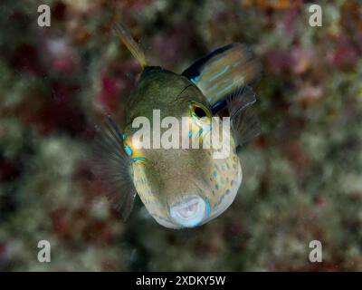 Porträt von Spitzpufferfischen (Canthigaster rostrata) mit bunten Mustern. Tauchplatz Maravilla, Las Galletas, Teneriffa, Kanarische Inseln, Spanien Stockfoto