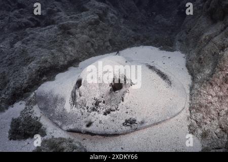 Ein runder Stachelrochen (Taeniura grabata) ruht auf dem Sandboden zwischen Lavafelsen. Tauchplatz Los Champignones, Las Galletas, Teneriffa, Kanarische Inseln Stockfoto