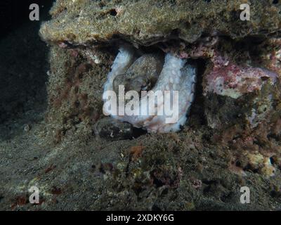 Octopus vulgaris (Octopus vulgaris) bei Nacht in einem Versteck zwischen Lavasteinen in der Unterwasserwelt. Tauchplatz Playa, Los Cristianos, Teneriffa Stockfoto