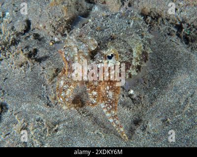 Ein junger Tintenfisch (Sepia officinalis), der sich zur Tarnung färbt. Tauchplatz Playa, Los Cristianos, Teneriffa, Kanarische Inseln, Spanien Stockfoto