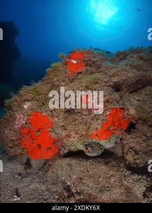 Unterwasseraufnahme eines Riffs mit roten Schwämmen und blauem Licht im Hintergrund. Ein Oktopus (Octopus vulgaris) versteckt sich in einer Spalte. Tauchplatz Stockfoto