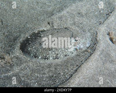 Ein junger Tintenfisch (Sepia officinalis) liegt perfekt getarnt auf dem Sand des Meeresbodens. Tauchplatz Playa, Los Cristianos, Teneriffa Stockfoto