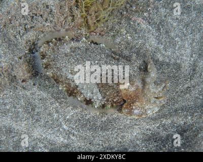 Ein junger Tintenfisch (Sepia officinalis) liegt nachts gut getarnt im Lavasand des Meeresbodens. Tauchplatz Playa, Los Cristianos Stockfoto