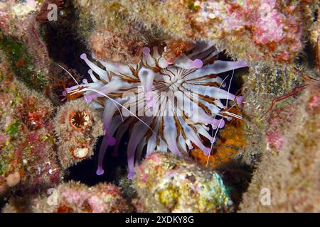 Weiße Clubspitze-Anemone (Telmatactis cricoides) mit violetten Tentakeln in einer Spalte. Tauchplatz Roca Jolia, Las Galletas, Teneriffa, Kanarische Inseln Stockfoto