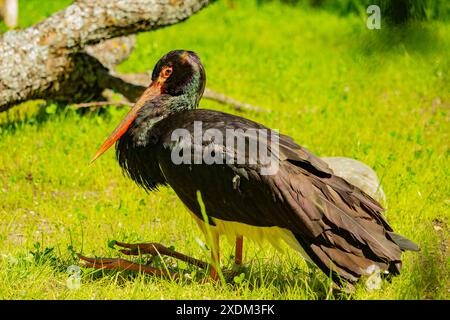 Schwarzstorch, Schwarzstorch (Ciconia nigra) am sonnigen Sommertag Stockfoto