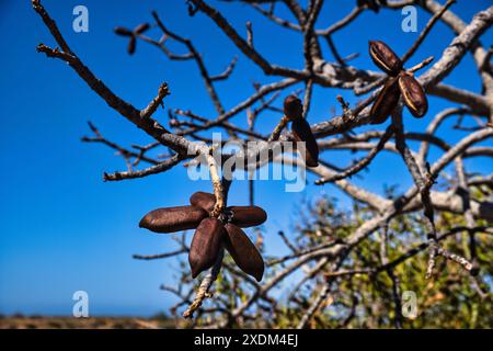 Samenkapseln des Kurrajong-Baumes (Brachychiton populneus), endemisch in den trockenen Regionen Australiens Stockfoto